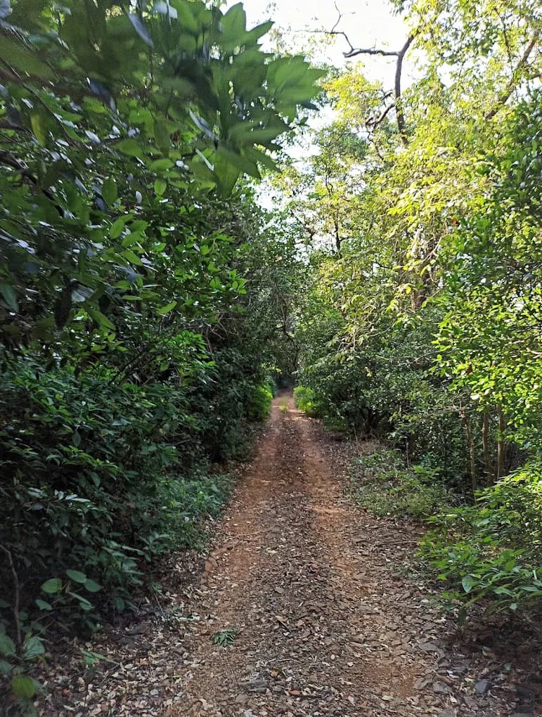 Forest Trail