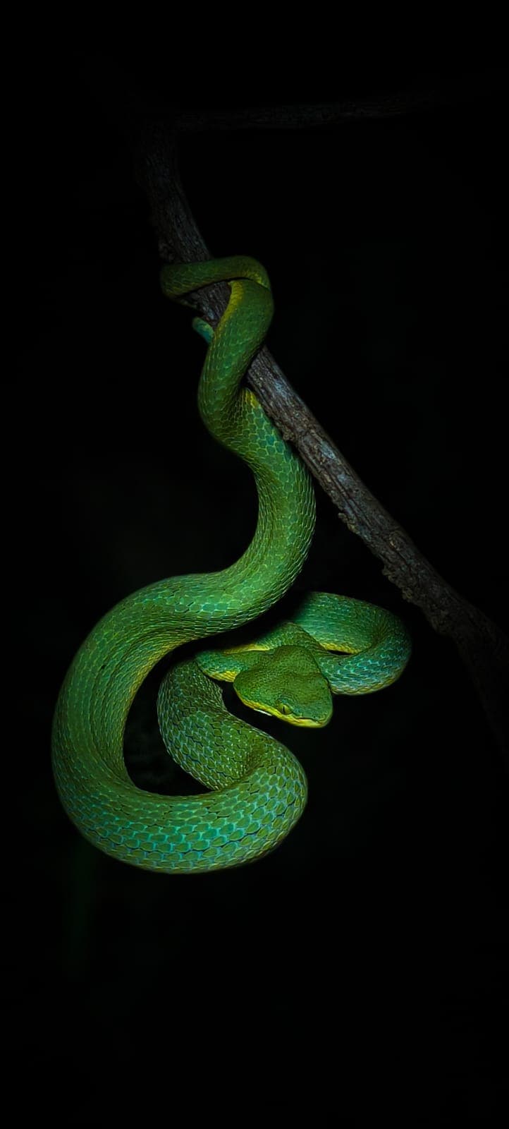 A snake in the forests of Tervan